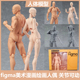 figma素体美术人体模型玩具日本人偶关节可动成人绘画肌肉shf素体