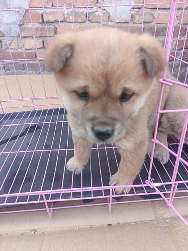 柴犬幼犬超萌小柴犬幼崽柴犬活体黑柴赤柴白柴犬豆柴幼犬宠物小型