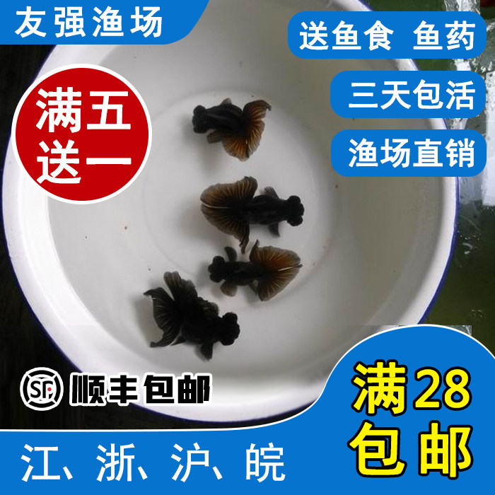 观赏金鱼活体\精品红黑蝶尾鱼苗鱼