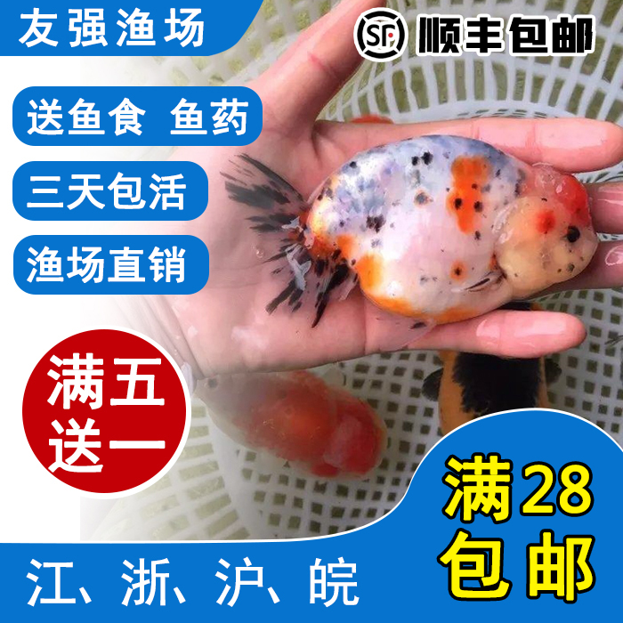 观赏金鱼活体\精品五花兰寿鱼\冷水宠物鱼\运输包活\特色福寿鱼
