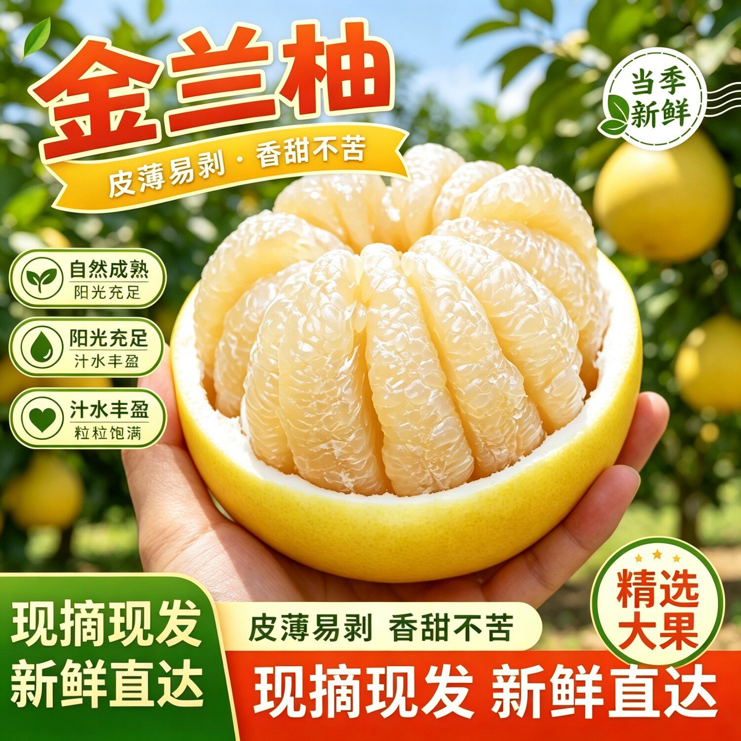 正宗江西安福金兰柚白心柚井冈蜜柚新鲜当季水果柚子蚕子老树蜜柚