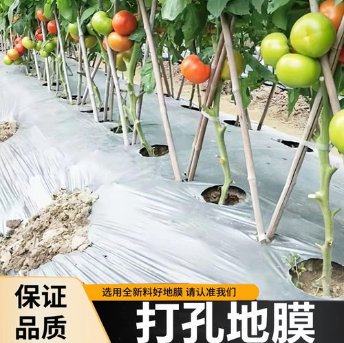 农用打孔地膜蔬菜西红柿番茄银黑双色有孔带眼开孔防草免开洞膜