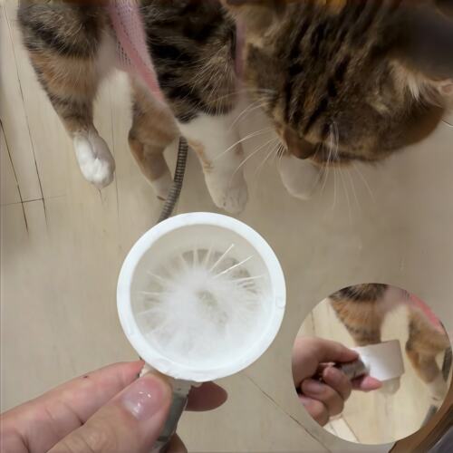 宠物洗脚神器！猫狗通用