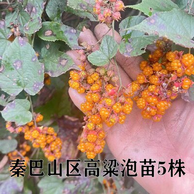 秦巴山高粱泡树苗十月苗寒泡刺盆栽庭院山地绿植儿时野果苗包邮