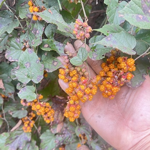 新奇 高粱藨 高粱泡 蔷薇科悬钩子属易活庭院阳台观赏灌木果树苗