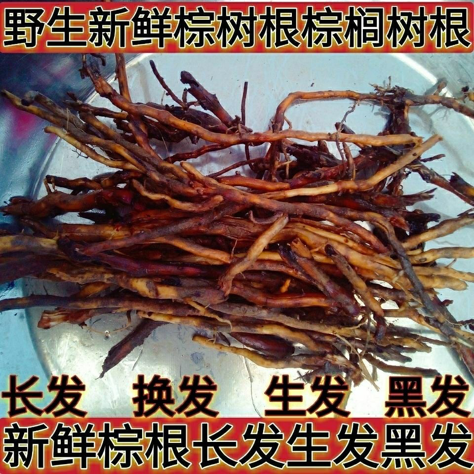 野生马尾棕树根 新鲜棕榈根 中药材棕根 黑发生发佳品包邮松树