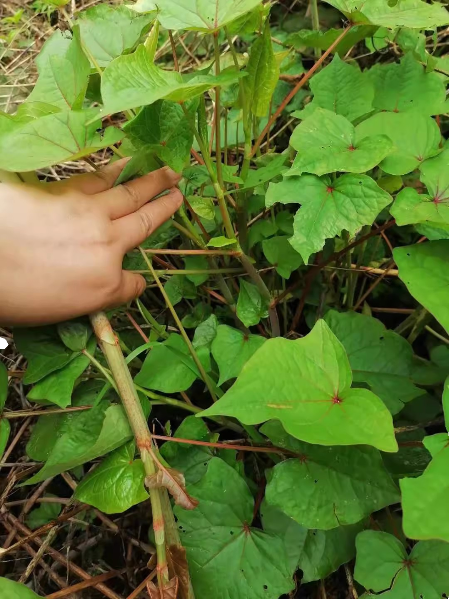 2斤装秦岭新鲜现挖野荞麦根土三七疙瘩苦荞麦根 野兰荞天荞麦金荞