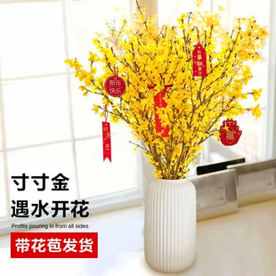 寸寸金植物连翘干支水培花卉干支红梅花卧室鲜切枝条雪柳鲜枝桃花