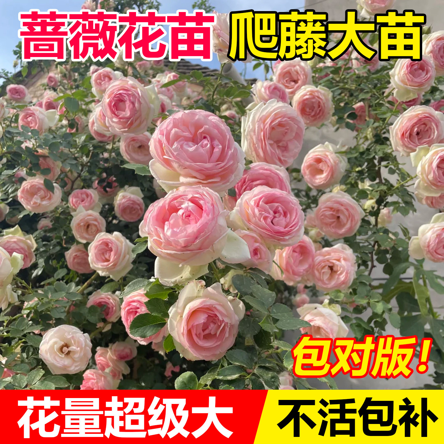 蔷薇花苗藤本月季花树大苗庭院爬藤植物阳台花卉爬墙玫瑰耐寒盆栽