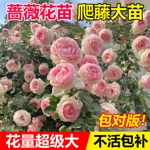 蔷薇花苗藤本月季花树大苗庭院爬藤植物阳台花卉爬墙玫瑰耐寒盆栽