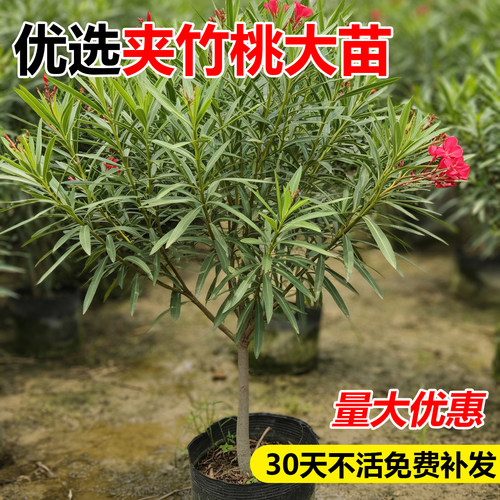 夹竹桃树苗盆栽室内外绿化