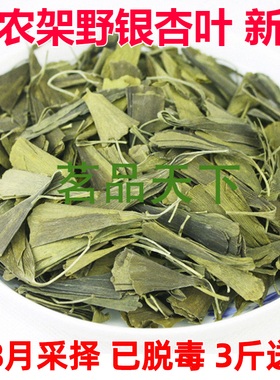 神农架特产 银杏茶 纯银杏叶 新茶 7-8月大叶 已脱毒 500克 包邮