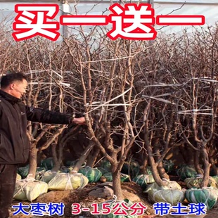 枣树活苗特大枣树树苗地栽盆沾化冬枣树苗栽庭院南北方种植果树苗