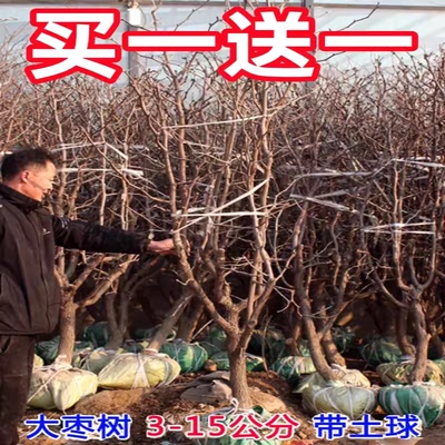 别墅庭院栽种大枣树苗当年结果