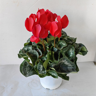 年宵花卉仙客来红色粉色斗南绿植盆栽店云南昆明带花发货