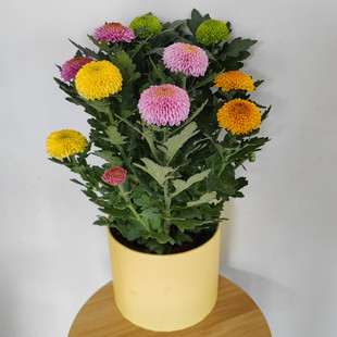 彩色多彩乒乓菊盆栽云南昆明斗南绿植盆栽店带花昆明包邮发货