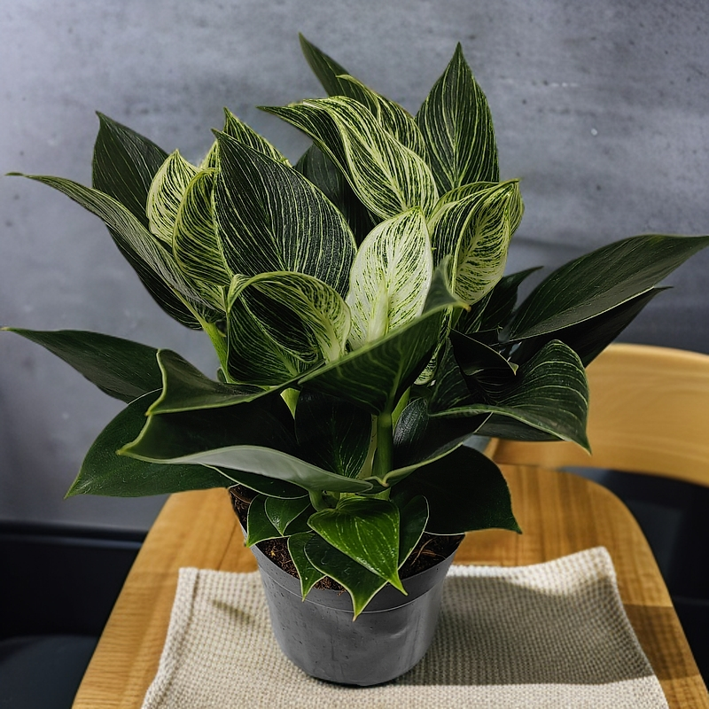 绿植铂金钻好养室内护眼净化空气