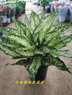 斗南绿植盆栽店绿翡翠办公室客厅书房卧室简单好活养眼包邮鲜活