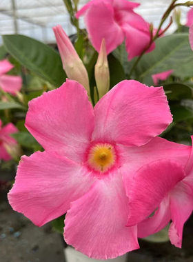 大花皱叶飘香藤盆栽带花原盆原土昆明发货斗南绿植盆栽店