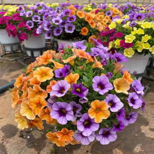 彩色百万小玲舞春花盆栽多色可选斗南绿植云南昆明包邮发货