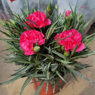 斗南绿植盆栽店多色康乃馨带花原盆原土包邮昆明发货阳台庭院窗台