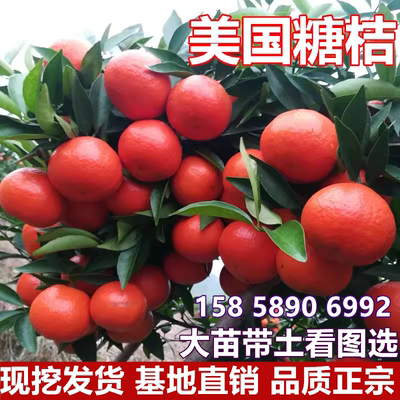 美国糖桔苗庭院地栽橘子树大树阳台盆栽嫁接红桔桔子树苗当年结果