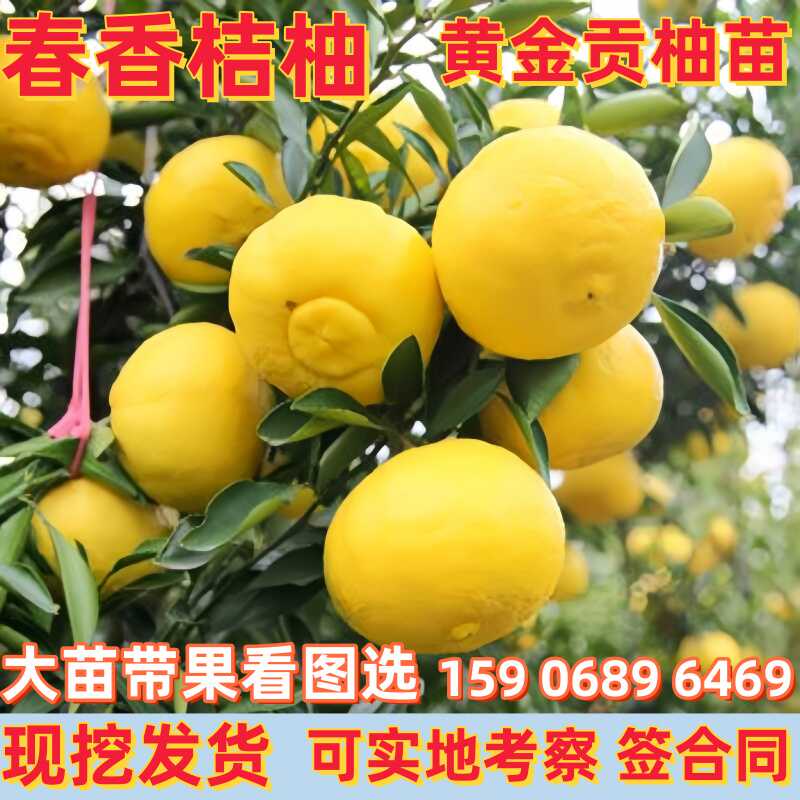 黄金贡柚苗春香桔柚树苗