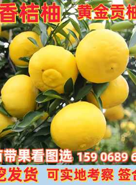 黄金贡柚苗春香桔柚树苗