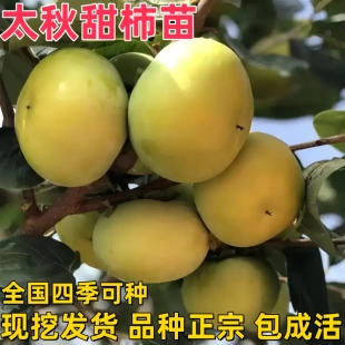 太秋甜柿树苗南北方地栽水果柿子苗盆栽嫁接脆柿子树果苗当年结果