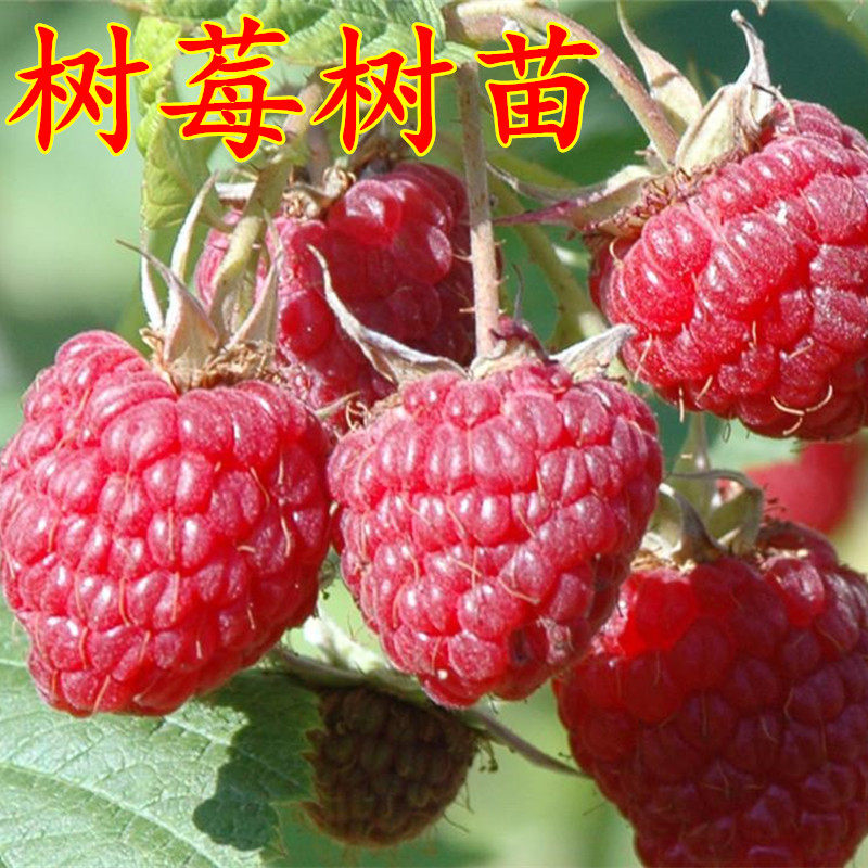 盆栽地栽红黑树莓苗 图片 价格 多少钱 什么值得买