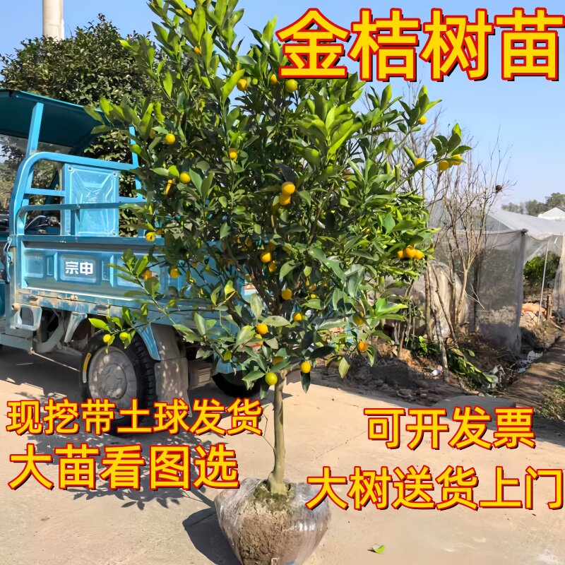 特大脆蜜金桔树树苗嫁接四季结果脆蜜金柑脆皮金桔大苗树当年结果