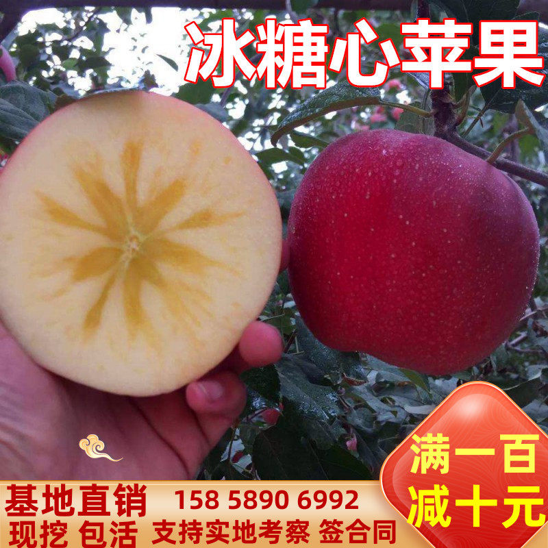 冰糖心苹果树苗嫁接南北方种植图片