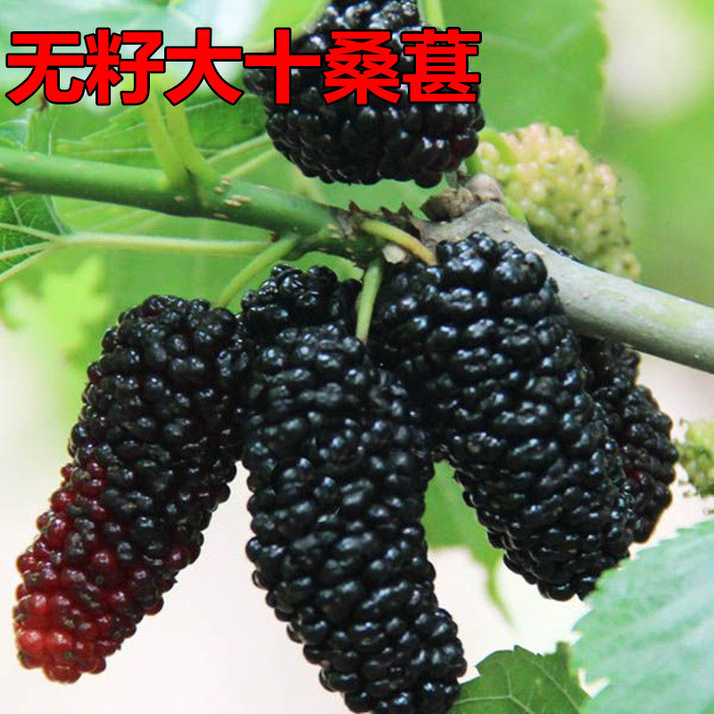 果桑苗无籽大十桑葚树苗南北方地栽种植食用桑枣当年结果中国黑桑