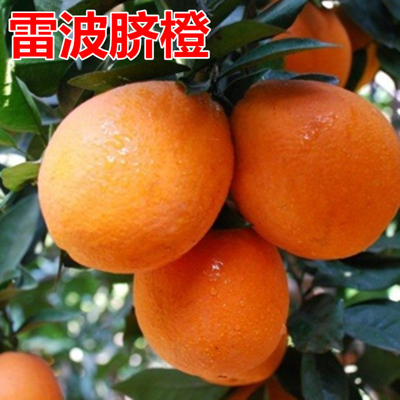 脐橙树苗 雷波脐橙 橙子苗嫁接甜橙苗当年结果南方脐橙果树苗直销