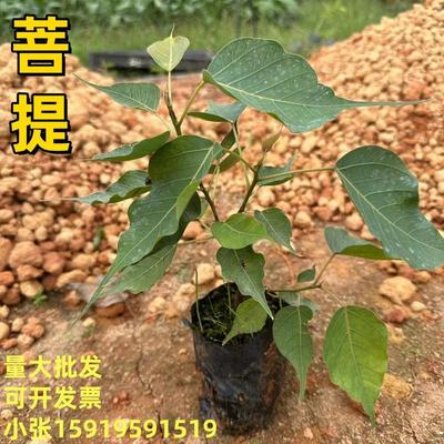 菩提树苗 菩提榕苗 金刚菩提树苗 平安树庭院绿化 盆栽 常绿植物