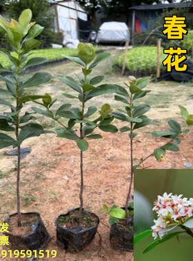 海岛春花石斑木车轮梅树苗 阳台盆栽庭院树苗 四季常绿苗当年开花