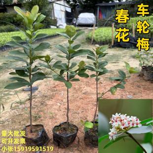 海岛春花石斑木车轮梅树苗 阳台盆栽庭院树苗 四季常绿苗当年开花