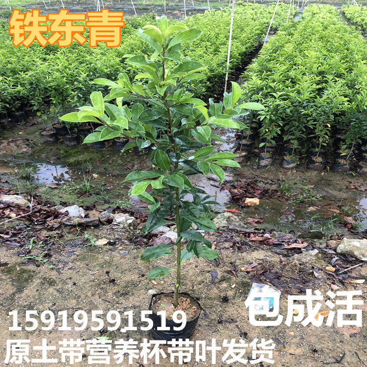 铁冬青树苗白银木苗万紫千红树苗庭盆四季常青景院观赏行道绿化苗