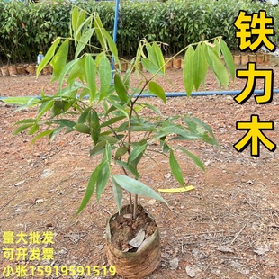 名贵木材 铁力木树苗铁梨木树铁栗木树铁棱树苗 庭院观赏常绿植物
