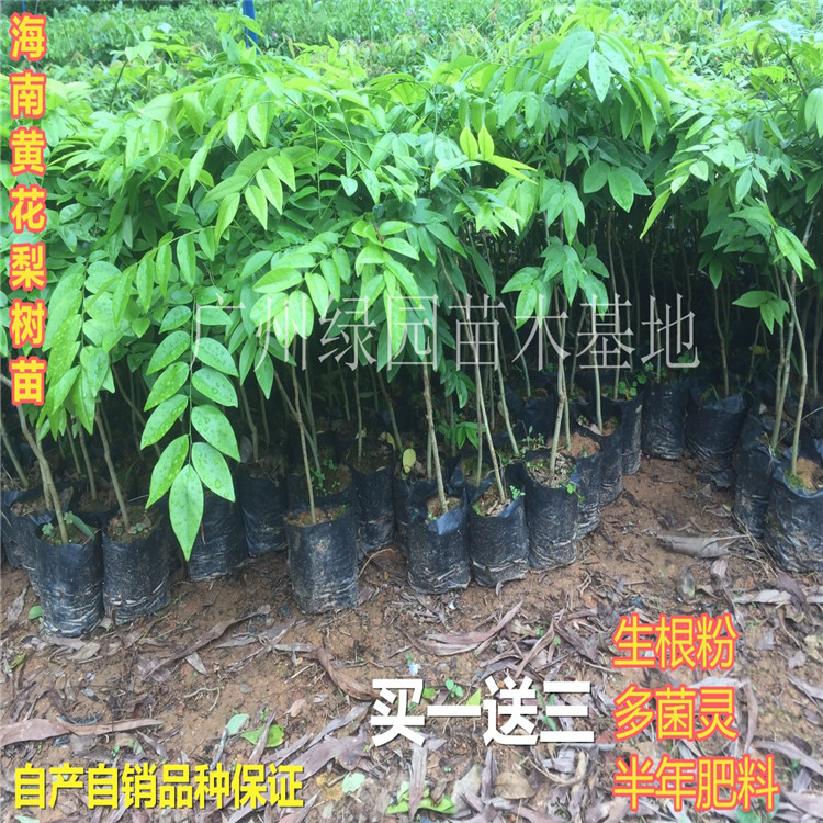 海南降香黄檀黄花梨树苗