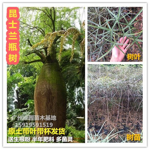 珍稀名贵树种澳州佛肚树苗进口植物昆士兰瓶树苗绿化景区庭院种植