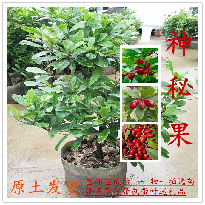 Mystery Fruit tree seedlings Four seasons Bloom Then Result Bianwei Fruit bowl Guomiao With flowersin the Flower delivery/Flowers simulation/Plants gardening , Garden Plants/Trees/Fruit tree, Trees/Arbor category - from Buy2taobao.com to provide professional Taobao agent buy service