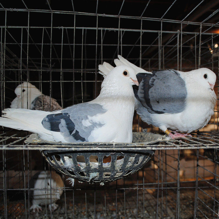 觀賞鴿 瓦灰鴿子  兩頭烏 兩頭紅 大鼻子 活體 壹對.信鴿特價包郵在類目 寵物/寵物食品及用品, 鳥類及用品, 鳥中 - 來自Buy2taobao.com提供專業的淘寶代購服務