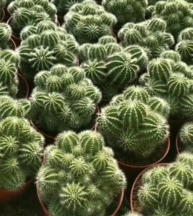 多头银冠仙人球仙人掌多肉植物小盆栽办公室内花卉防辐射桌面绿植