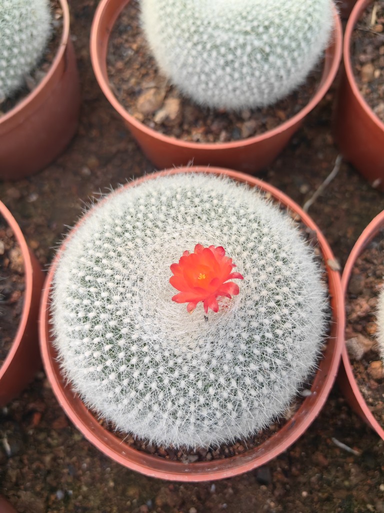 白雪光开花仙人球防辐射吸甲醛含盆带土栽好包邮