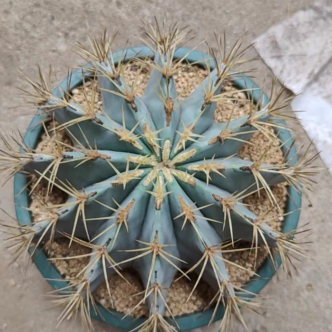 王冠龙超大群花爆花仙人球沙生植物室内阳台植物包邮