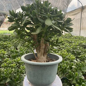 多肉植物办公室老桩玉树老桩