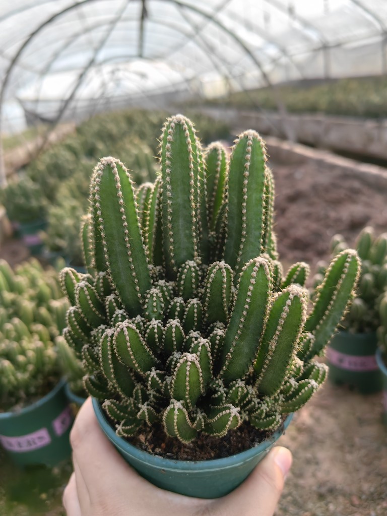 万重山多肉植物大盆仙人掌好养易活美观阳台绿植盆栽