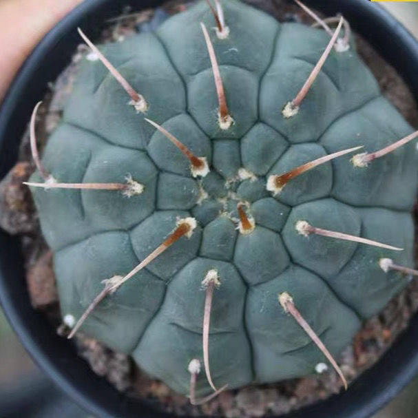 开花桌面仙人球防辐射一本刺