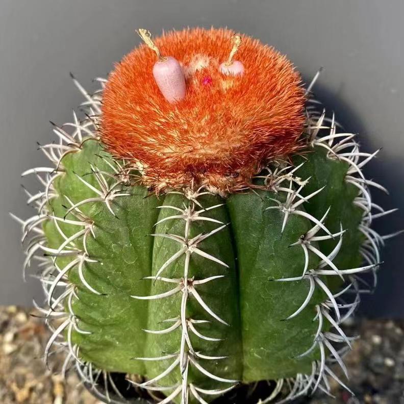 仙人球多肉植物绿植层云魔云蓝云